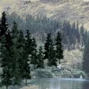Woodland Scenics TR1581 4"- 6" Tall Conifer Colors Ready Made Trees (Pack of 24) - Model Train Junction: Quality Parts and Art Supplies